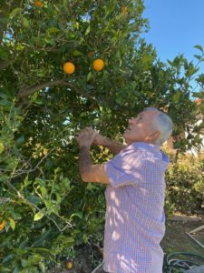 Farmer Steve picking oranges